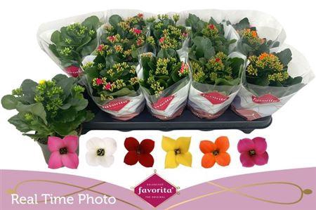 Kalanchoe Bl Gemengd