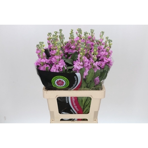 Matthiola Iron Pink