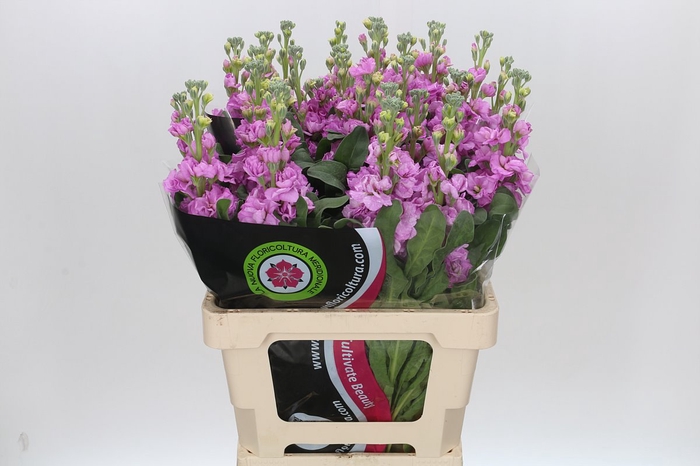 <h4>Matthiola Iron Pink</h4>