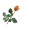 Rosa Bud Orange