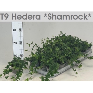 HED HE SHAMROCK