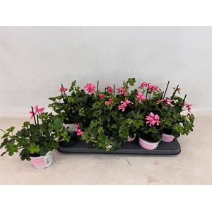 Pel Pelt Balkon Rose