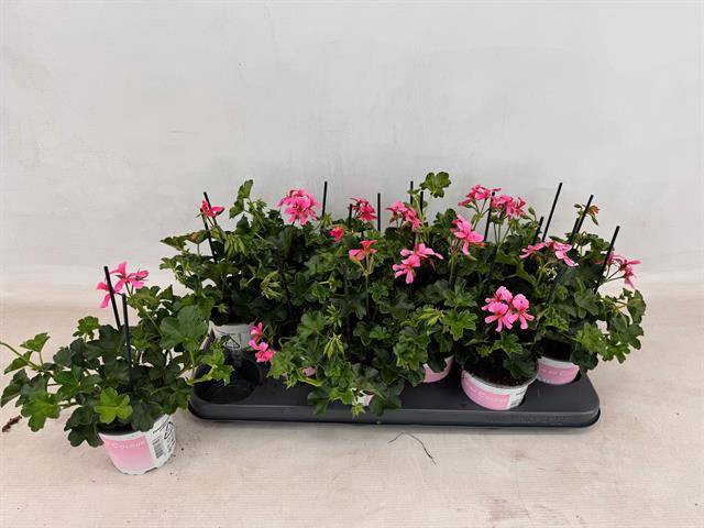 <h4>Pel Pelt Balkon Rose</h4>