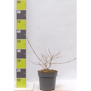 Callicarpa bodinieri 'Imperial Pearl'® C 4,6