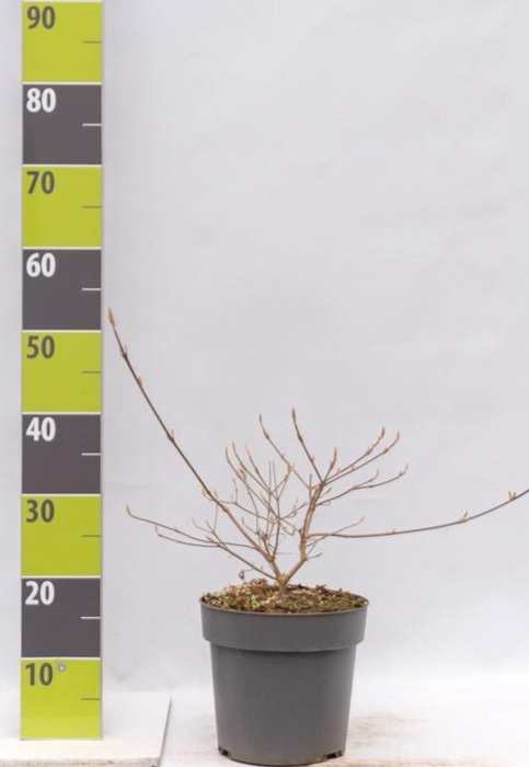<h4>Callicarpa bodinieri 'Imperial Pearl'® C 4,6</h4>