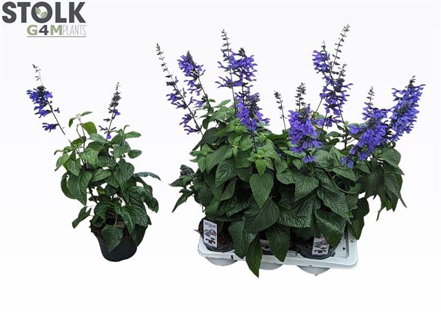 <h4>SALVIA BLACK & BLOOM</h4>