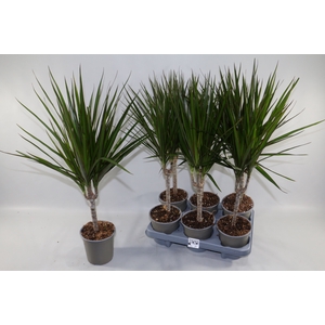 DRA MARGINATA