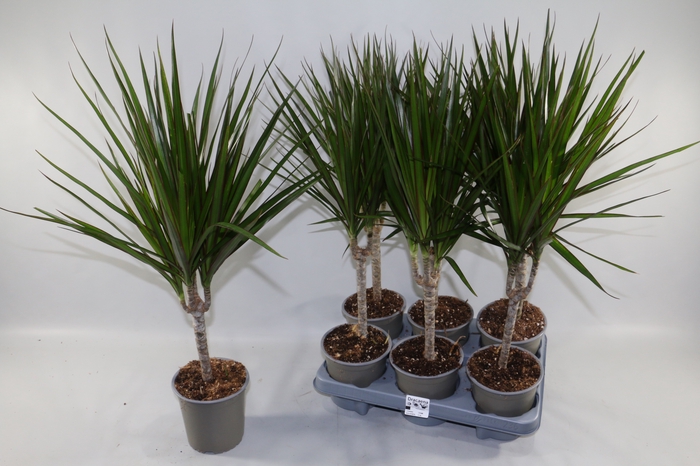 <h4>DRA MARGINATA</h4>