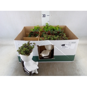 Arr.   Kamerplant Groen L%