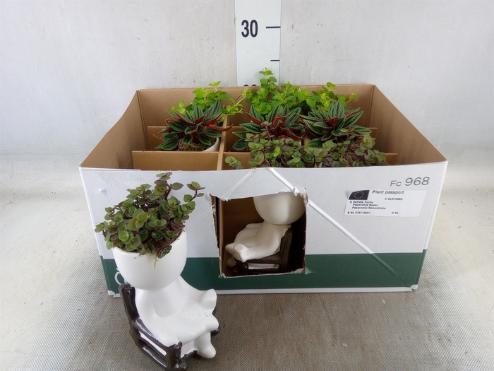 <h4>Arr.   Kamerplant Groen L%</h4>
