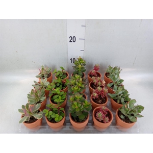 Succulents   ...mix 5