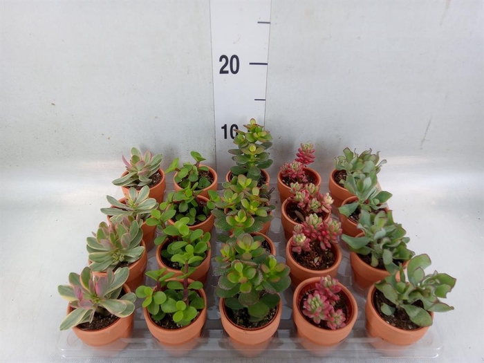 <h4>Succulents   ...mix 5</h4>