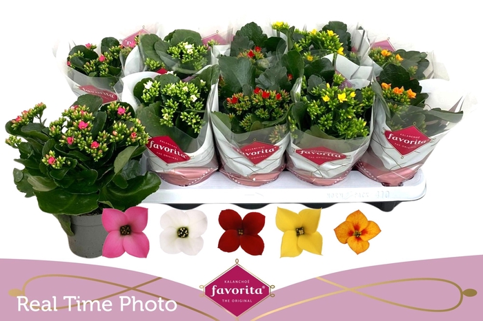 <h4>Kal En Gem 5 Kl</h4>