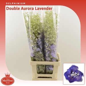 Delphinium double Aurora Lavender