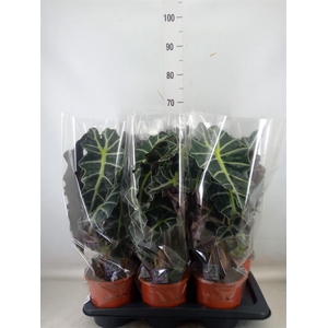 Alocasia amazonica 'Polly'