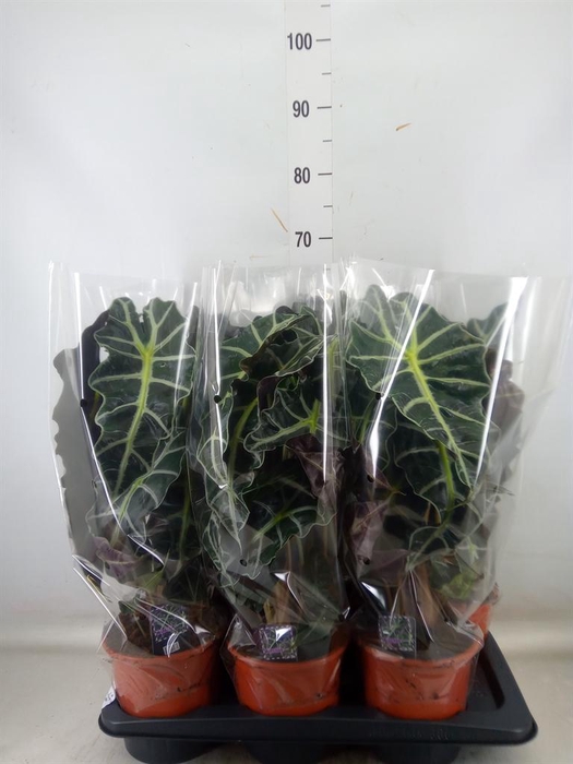 <h4>Alocasia amazonica 'Polly'</h4>