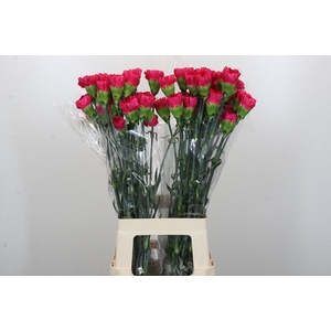 Dianthus St Bizet