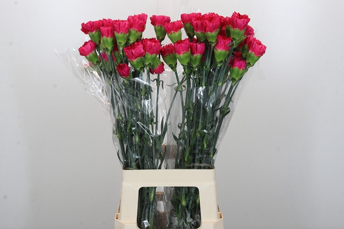 Dianthus St Bizet