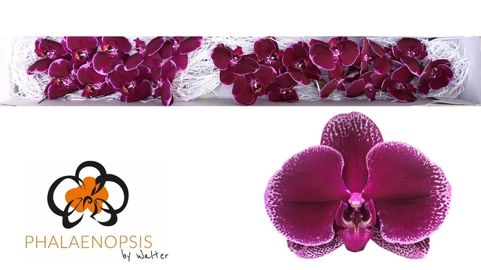 Phalaenopsis Lie De Vin Doos