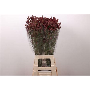 Sanguisorba Of Red Dream