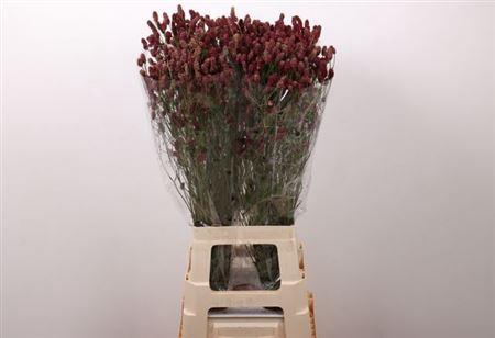 <h4>Sanguisorba Of Red Dream</h4>