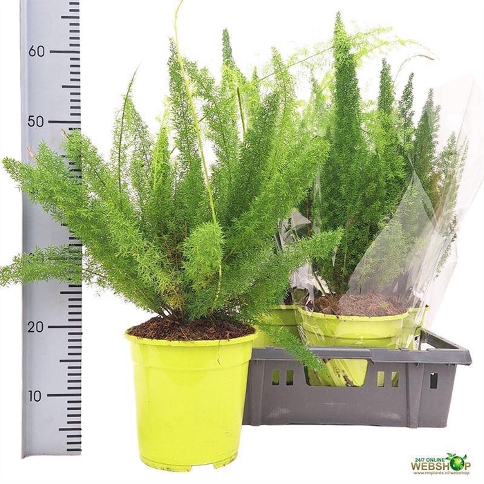 <h4>ASPAR D MYERS</h4>