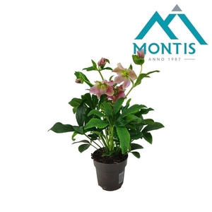 Helleborus Orientalis Early Pink 12 cm