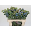 Oxypetalum Tweedia Blue