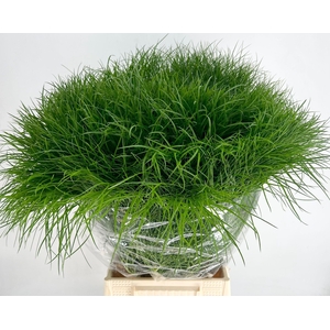 Corallo Gras
