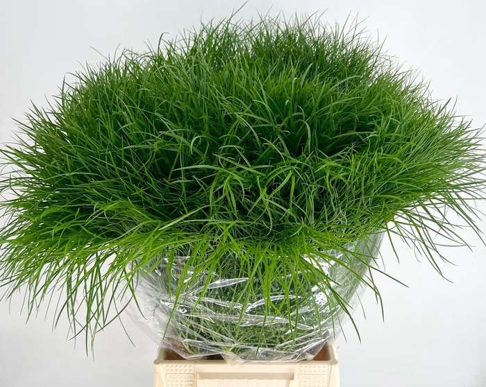 Corallo Gras