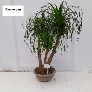 Beaucarnea vertakt op nummer 06