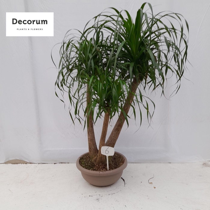 Beaucarnea vertakt op nummer 06