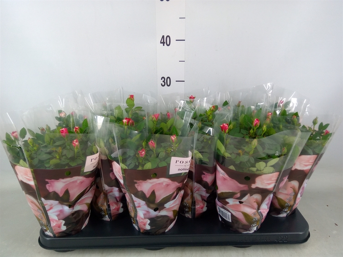<h4>Rosa  'Gigi Parade'</h4>
