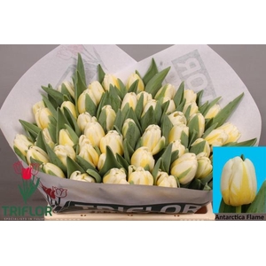 TU EN ANTARCTIC FLAM