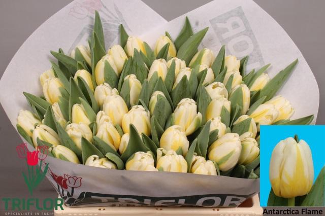 <h4>TU EN ANTARCTIC FLAM</h4>