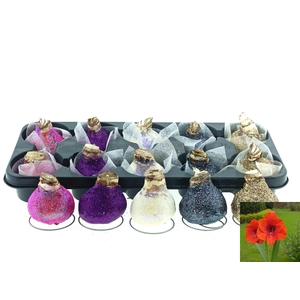 BLOEMBOL HIPPEASTRUM