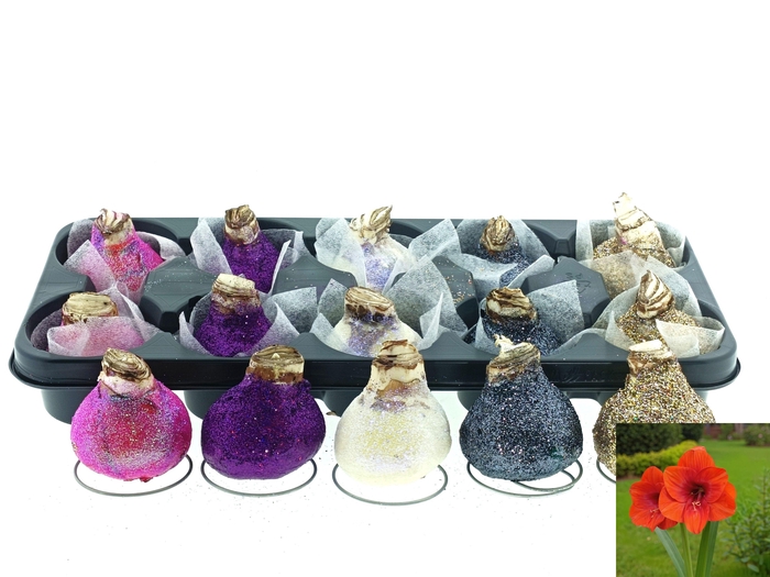 <h4>BLOEMBOL HIPPEASTRUM</h4>