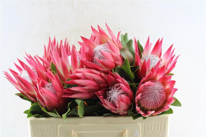 <h4>Protea Cy Madiba</h4>