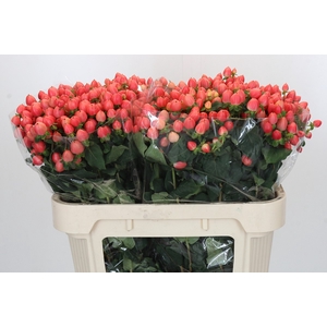 Hypericum Magical Royal Princess