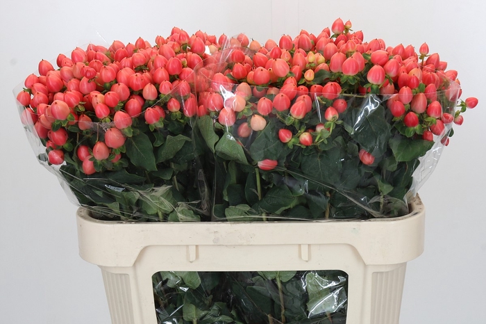 <h4>Hypericum Magical Royal Princess</h4>
