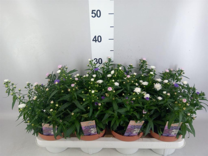 <h4>Aster N-B 'Showmakers'</h4>