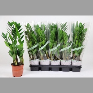 ZAMIO ZAMIIFOLIA