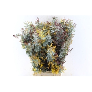 Acacia Gr Baileyana