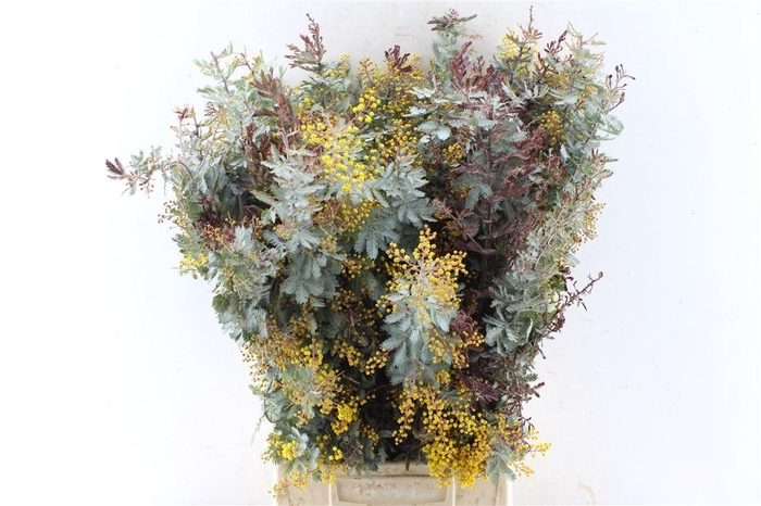 <h4>Acacia Gr Baileyana</h4>