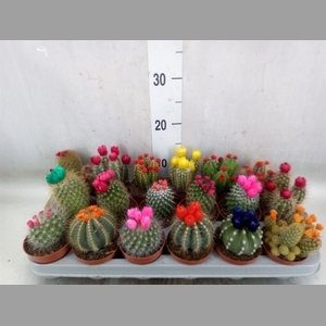 Cactus   ...decorated