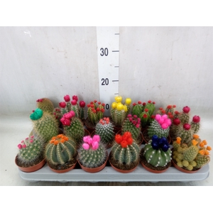 Cactus   ...decorated