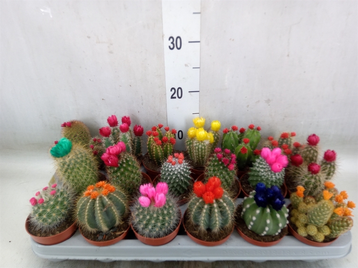 <h4>Cactus   ...decorated</h4>