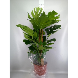 Monstera delic.