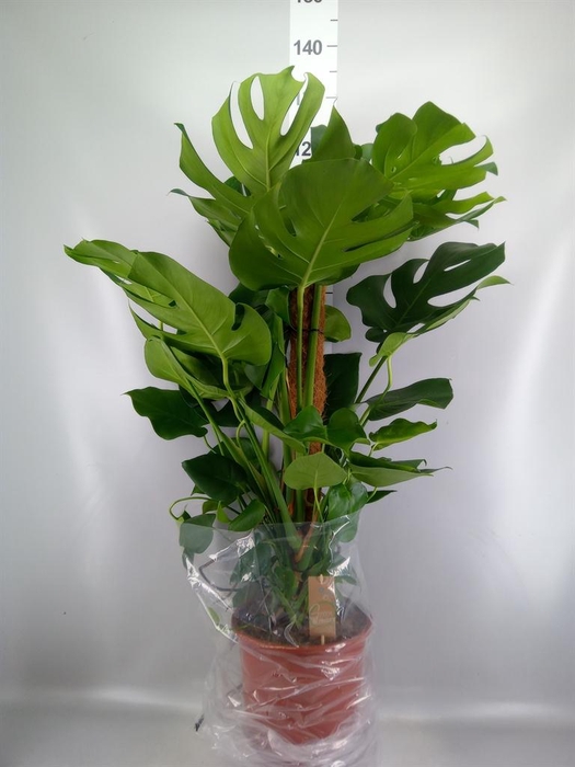 <h4>Monstera delic.</h4>