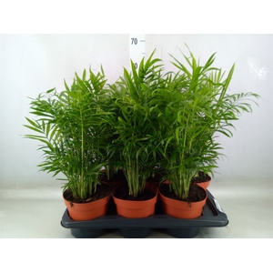 Chamaedorea elegans